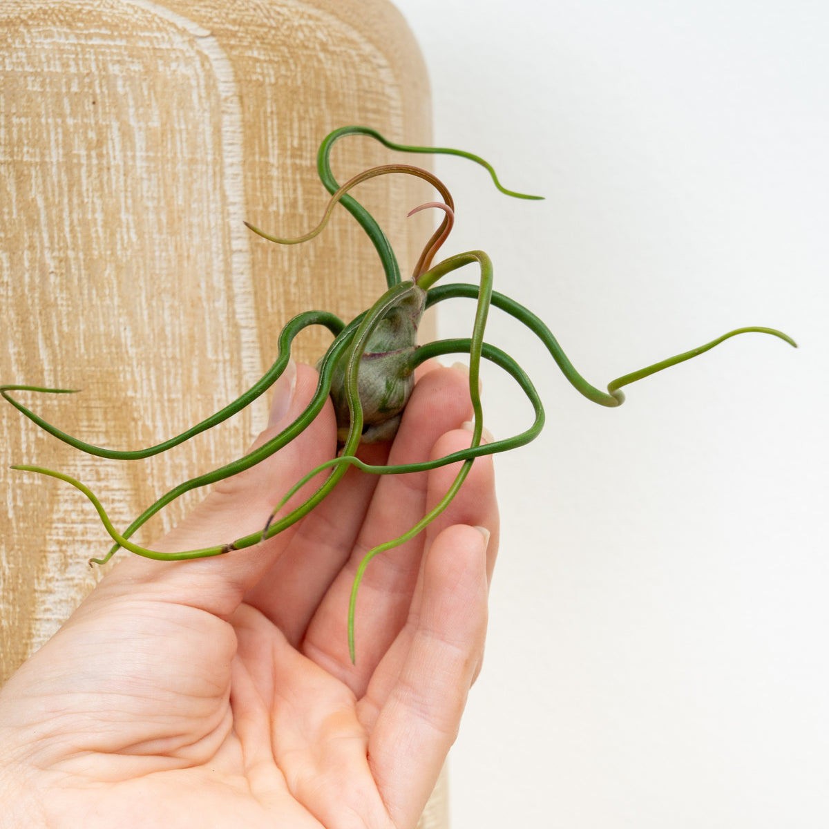 Air Plant | Bulbosa