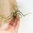 Air Plants