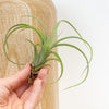 Air Plant | Curly Slim