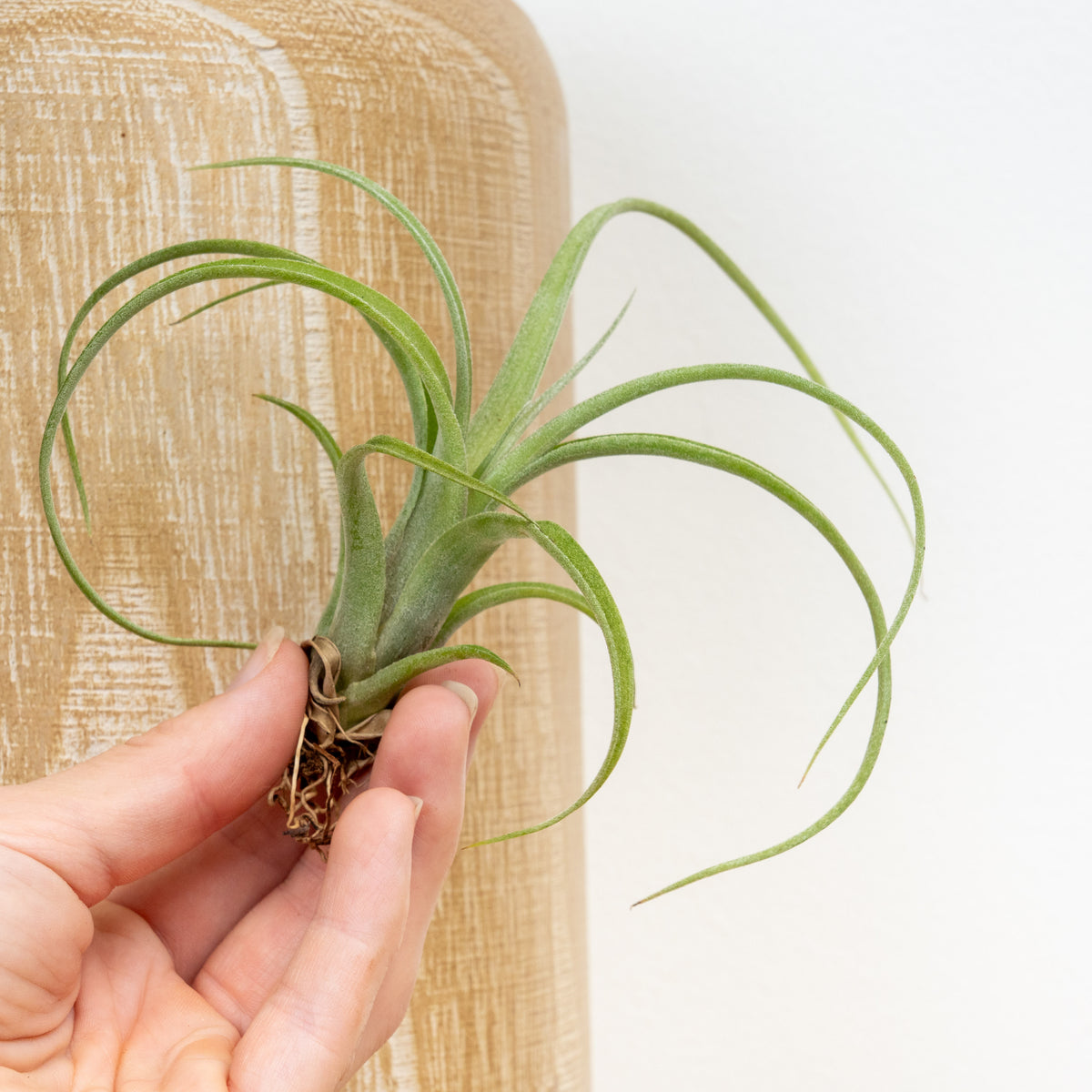 Air Plant | Curly Slim