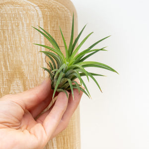 Air Plant | Green - Indoor Plant