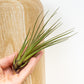 Air Plant | Melanocrater