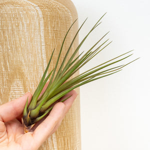 Air Plant | Melanocrater - Indoor Plant