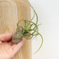 Air Plant | Medusa