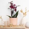 Purple Phalaenopsis Orchid Delivery UK