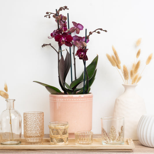 Phalaenopsis Orchid | Cartagena | Perfect Plants for Under £50