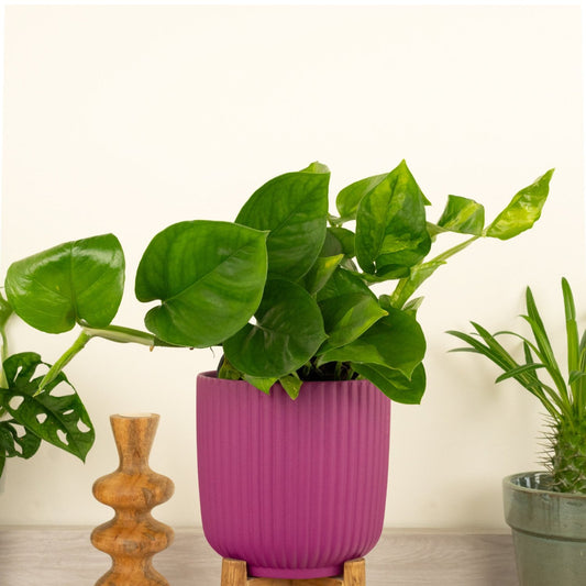 Devil's Ivy | Global Green | Variegated Plants
