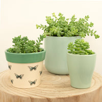 A stunning collection of three Donkey's Tail Burrito succulent houseplants - a superb easy care variety if you're new to growing, looking for a gift or need something that can thrive & inspire with minimal input. Available in multiple sizes at Houseplant.co.uk