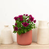 A stunning Double Plum  Chrysanthemum  - perfect for gifting to loved ones and brightening up your own spaces with a gentle, natural touch! This variety is best admired for its captivating dark-purple flowers and vibrant green foliage. Available from www.houseplant.co.uk