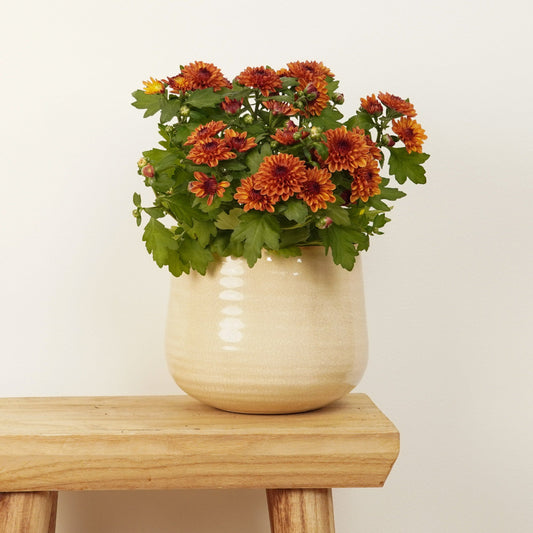 Mum | Double Toffee | 