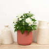 A stunning Double White Chrysanthemum  - perfect for gifting to loved ones and brightening up your own spaces with a gentle, natural touch! This variety is best admired for its captivating dark-purple flowers and vibrant green foliage. Available from www.houseplant.co.uk