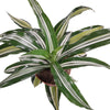 Dracaena White Green Corn Houseplant