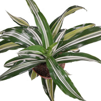 Dracaena White Green Corn Houseplant