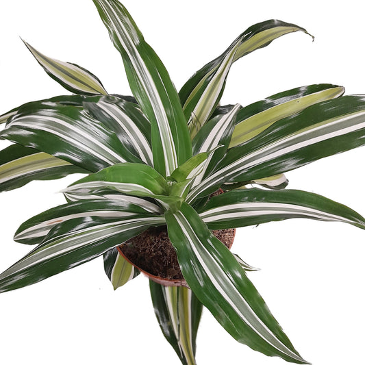 Corn Plant | Dracaena White Green | 