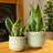Snake Plants