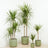 Dracaena Plants