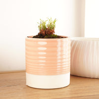 A captivating Drosera Scropioides Alice Sundew plant in a cosy decorative ceramic pot sold separately. A stunning carnivorous variety that is sure to fascinate wherever it goes!