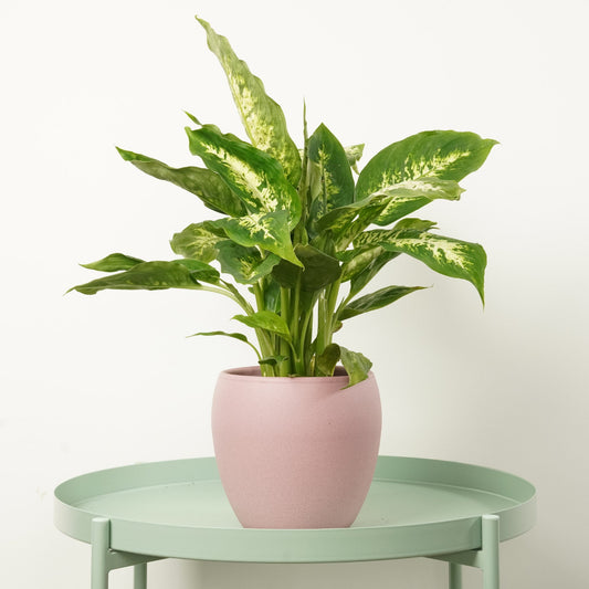 Dumb Cane | Compacta | 
