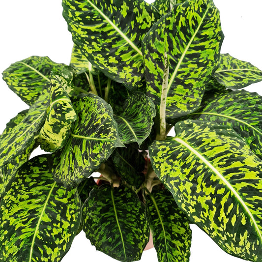 Dumb Cane | Reflector | Hard To Find | Potted Houseplants