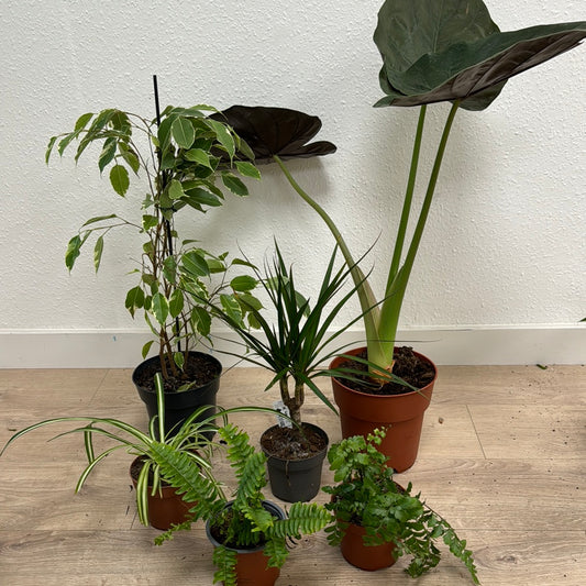 Rescue Me! Box C | Indoor Plants