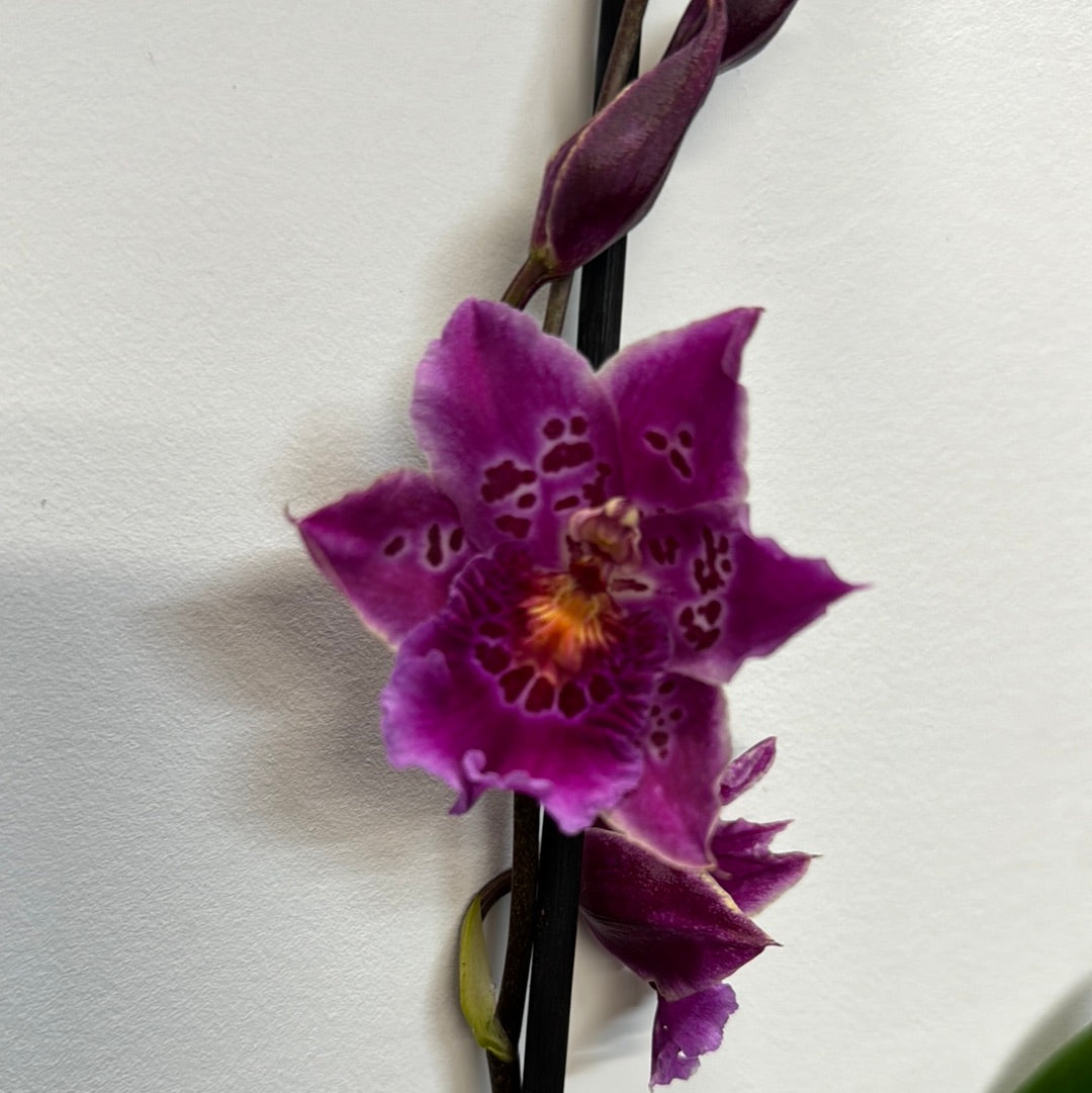 Cambria Orchid | Sammie
