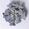 Echeveria | Cubic Frost
