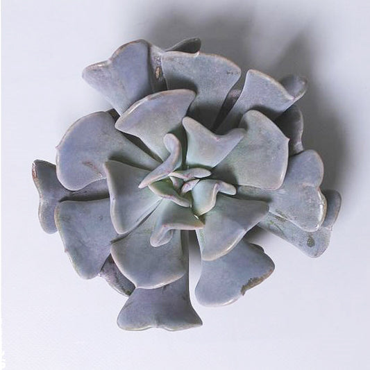 Echeveria | Cubic Frost | 