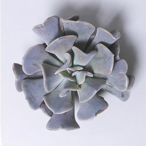 Echeveria | Cubic Frost
