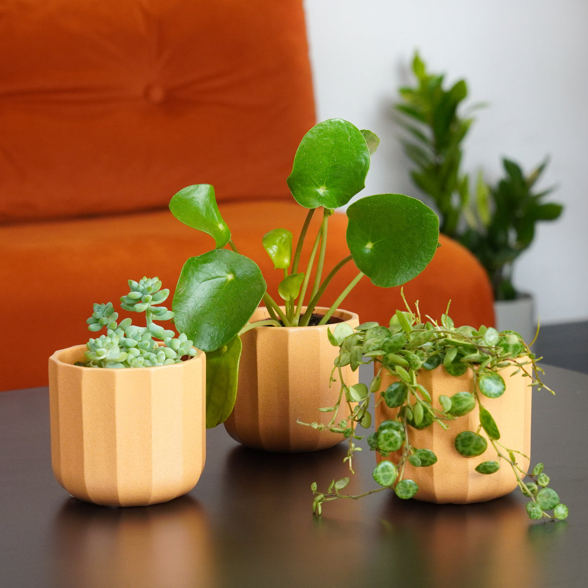 Easy & Effortless Tots | Plant Bundle