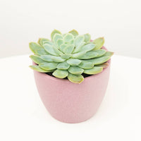 A stunning 'Blue Rosette' Echeveria houseplant in a decorative pastel pink ceramic pot. Great for beginners, these are best identified through their beautiful green-blue fleshy leaves and easy care nature. They're pet friendly and air purifying too!