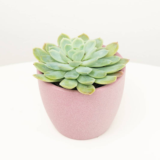 Echeveria | Blue Rosette | Small Plants & Tot Pots