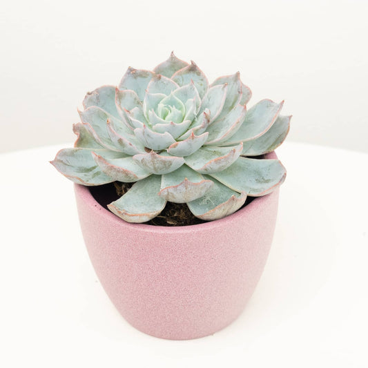 Echeveria | Frosty | Air Purifying Plants