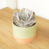 A stunning 'Grace' Echeveria admired for their distinct rosette of pink-green fleshy succulent leaves. Low maintenance, wonderfully elegant and sure to inspire. Shown decorative pot sold separtately.