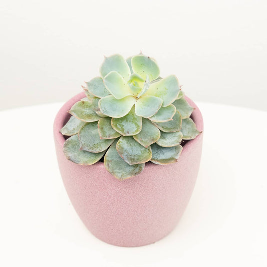 Echeveria | Ice Queen | Small Plants & Tot Pots