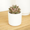 An adorable 'Matilda' Echeveria succulent houseplant in a decorative white ceramic pot (sold separately.) Ideal for beginners and sure to inspire!