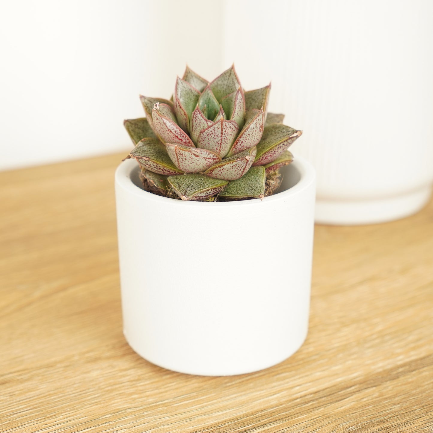 Echeveria | Matilda