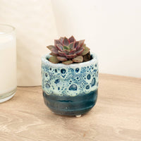 A stunning Echeveria 'Mina' houseplant in a cosy accompanying pot (sold separately.) Superb for beginners and best identified through their distinct purple-green rosette of fleshy, vibrant leaves - they're sure to inspire just about anywhere they go!