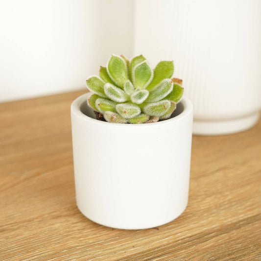 Echeveria | Phoebe | 