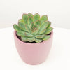 A stunning Echeveria 'Red Tips' tropical succulent. This variety is best identified through its thick fleshy leaves with red edges, and it is pet-friendly, air-purifying and great for beginners. Shown in a decorative pink ceramic pot sold separately.