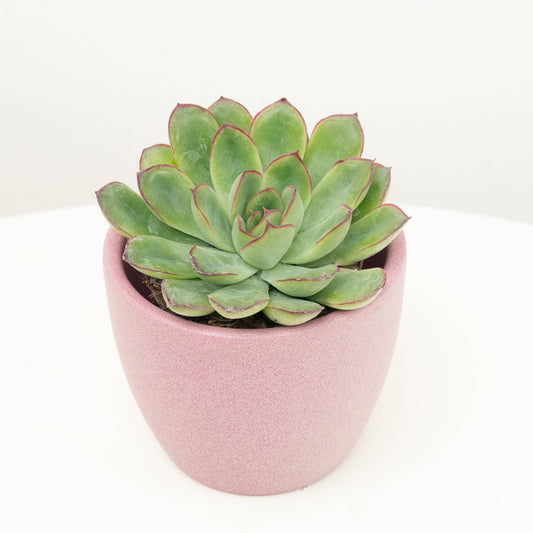 Echeveria | Red Tips | Small Plants & Tot Pots