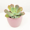 A stunning Echeveria 'Rose Crown' tropical succulent - a beginner friendly beauty admired for its distinct bursting rosette of fleshy leaves reminiscent of a crown or firework. Shown in a decorative pink ceramic pot sold separately.