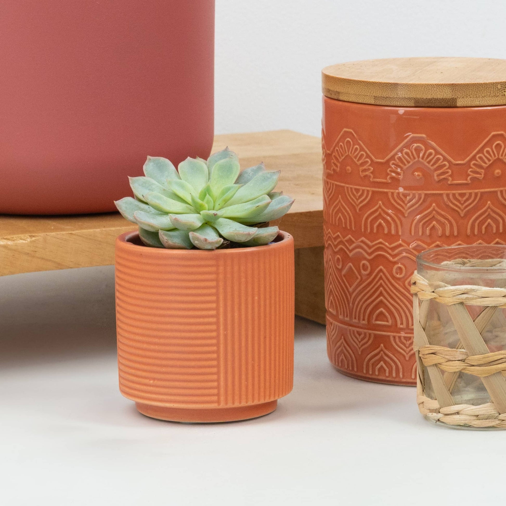 Echeveria | Rosita