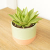 An adorable'Sophia' Tropical Indoor Succulent Houseplant in a decorative pot sold separately. Great for gifting and sure to inspire!