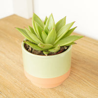 An adorable'Sophia' Tropical Indoor Succulent Houseplant in a decorative pot sold separately. Great for gifting and sure to inspire!