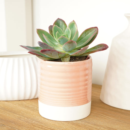 Echeveria | Freya | 