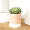 A stunning Echeveria 'Willow' succulent tropical houseplant shown in a decorative ceramic pot (sold separately.) Great for gifting, easy to care for and sure to inspire!
