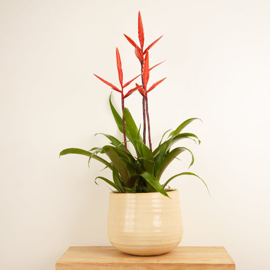 Vriesea Flaming Sword | Elan | Perfect Plants for Under £30