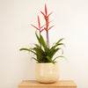 An 'Elan' Flaming Sword Vriesea Bromeliad in a cosy, cream coloured ceramic pot sold separately. This variety is best known for - and identified through - its vibrant orange-red bracts and captivating emerald green leaves flowing from the soil like a fountain. Great for gifting and sure to inspire, there's plenty to admire with this incredible variety!