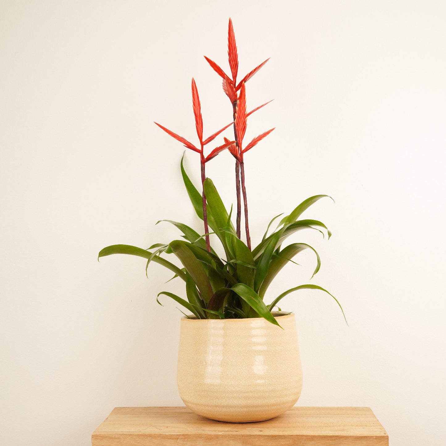 Vriesea Flaming Sword | Elan