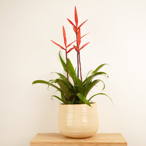 Vriesea Flaming Sword | Elan - Indoor Plant
